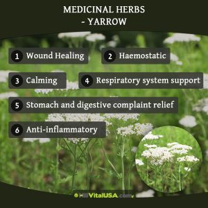 Medicinal herbs - Yarrow