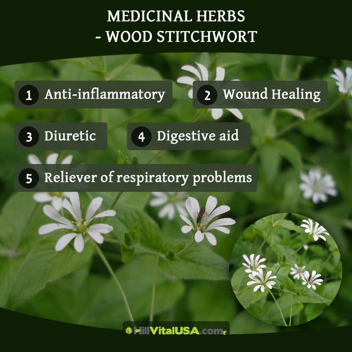 Medicinal herbs – Wood Stitchwort