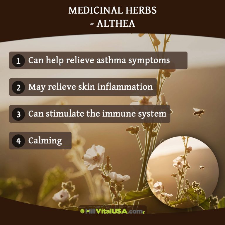 A detailed infographic highlighting the benefit of Medicinal herbs - Althea