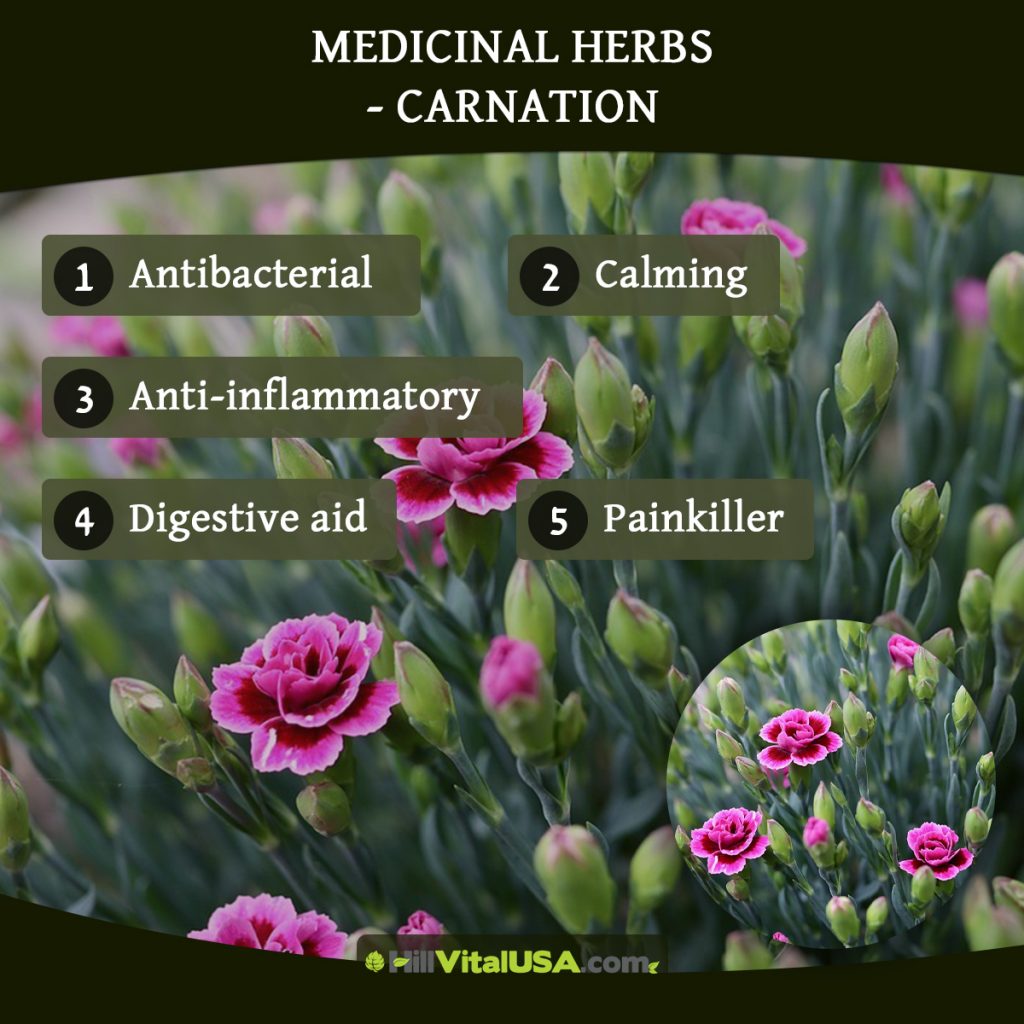 Medicinal herbs - Carnation