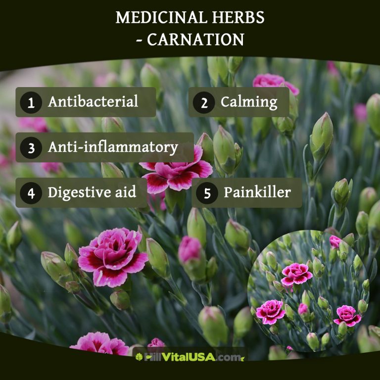 A detailed infographic highlighting the benefit of Medicinal herbs - Carnation