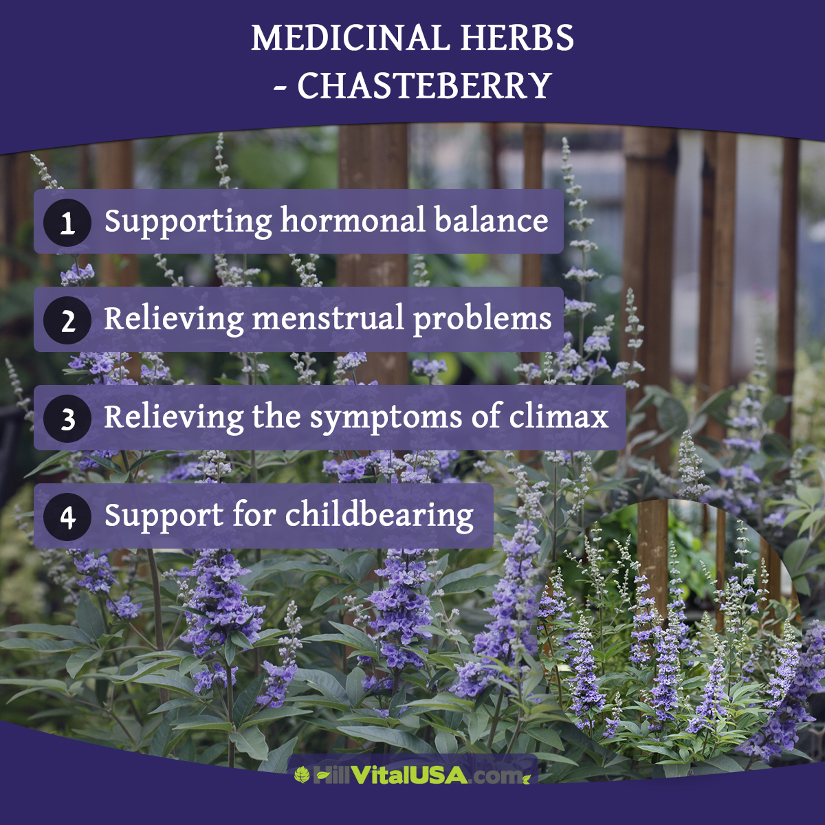 Medicinal herbs – Chasteberry