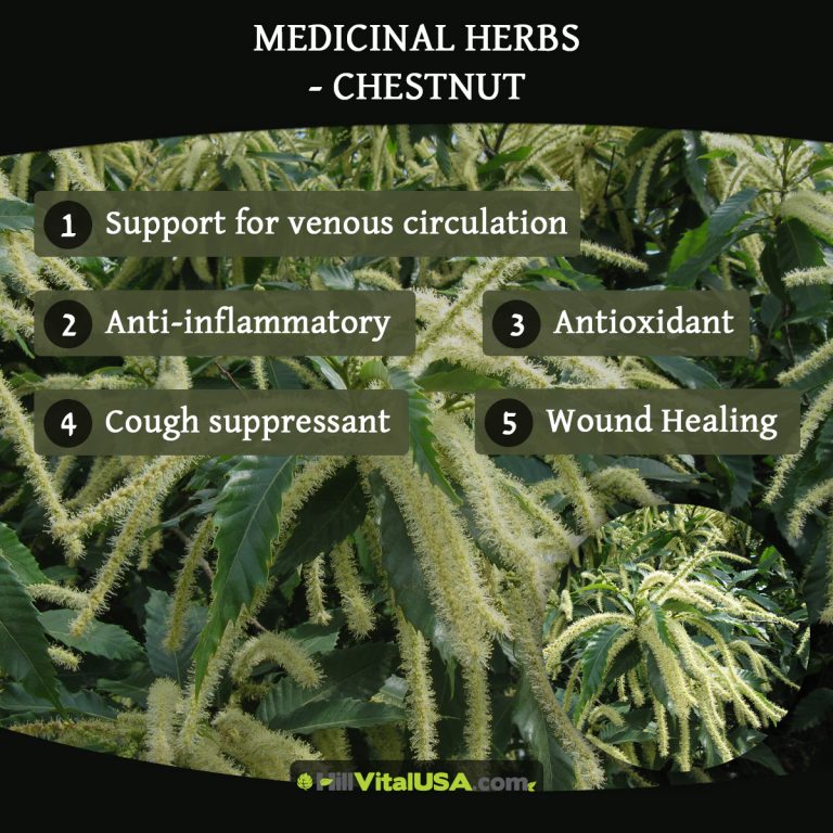 A detailed infographic highlighting the benefit of medicinal herb-chestnut