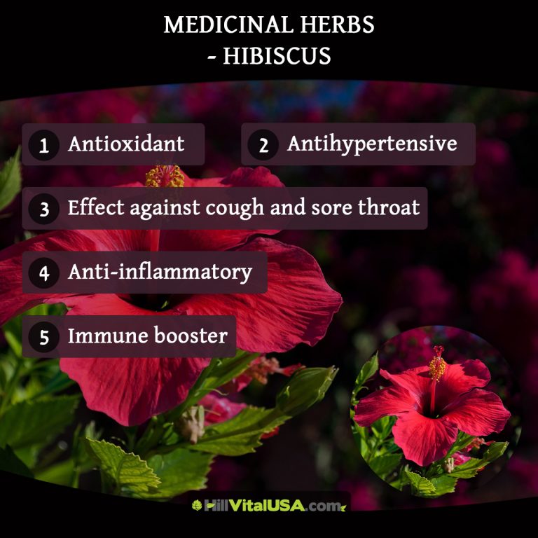 A detailed infographic highlighting the benefit of hibiscus