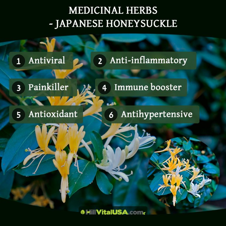 A detailed infographic highlighting the benefit of Medicinal herbs - Japanese honeysuckle