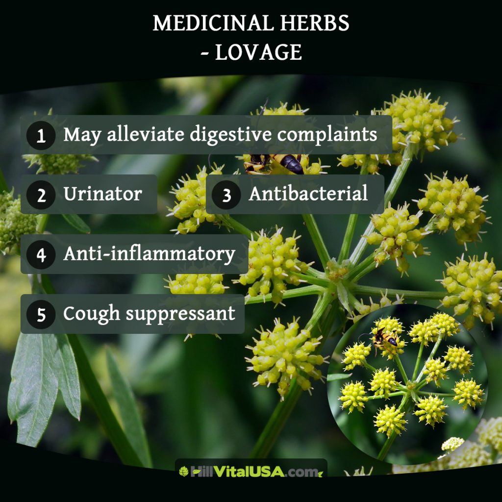 Medicinal herbs - Lovage