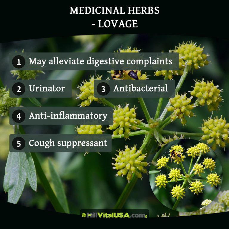 A detailed infographic highlighting the benefit of Medicinal herbs - Lovage