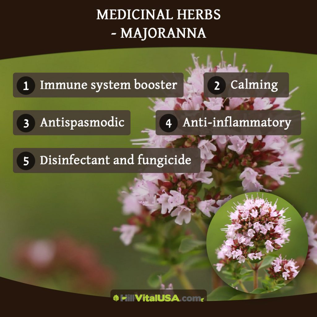 Medicinal herbs - Majoranna
