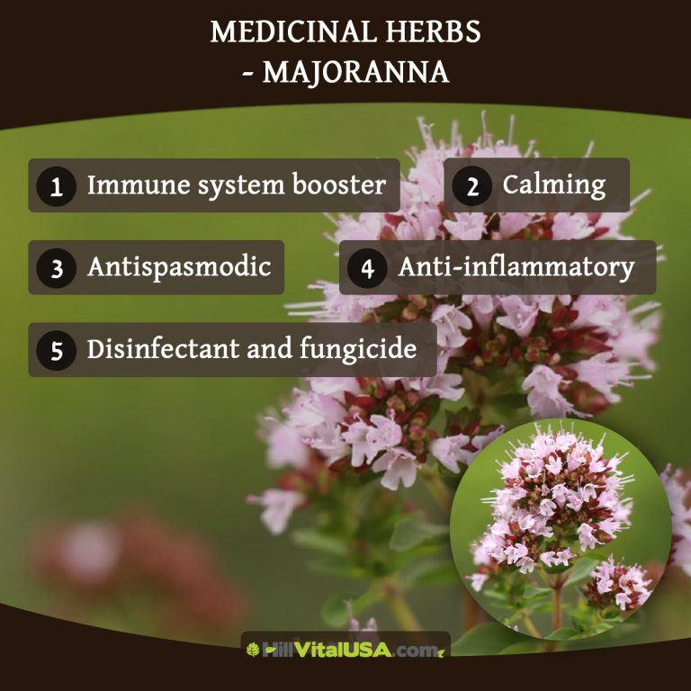 A detailed infographic highlighting the benefit of Medicinal herbs - Majoranna