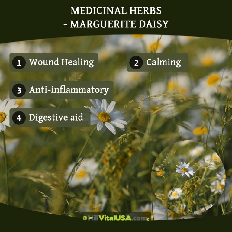 A detailed infographic highlighting the benefit of Marguerite daisy