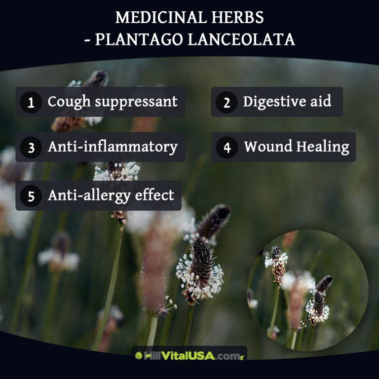 A detailed infographic highlighting the benefit of Meicinal herbs - Plantago lanceolata