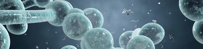 microscopic view of Candida fungus