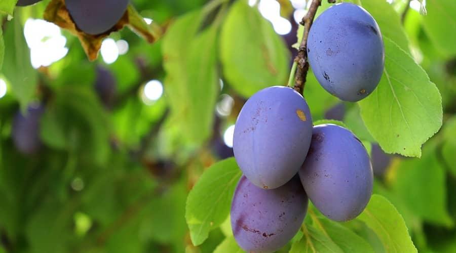 Benefits of plums that make them worth eating!