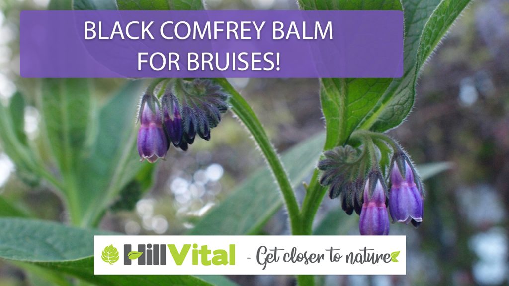 Introducing Black Comfrey Balm for bruise relief. 10 Introducing Black comfrey balm - in case of bruises