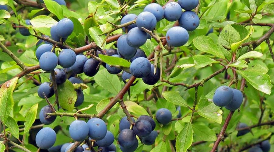 Get the health benefits of blackthorn!