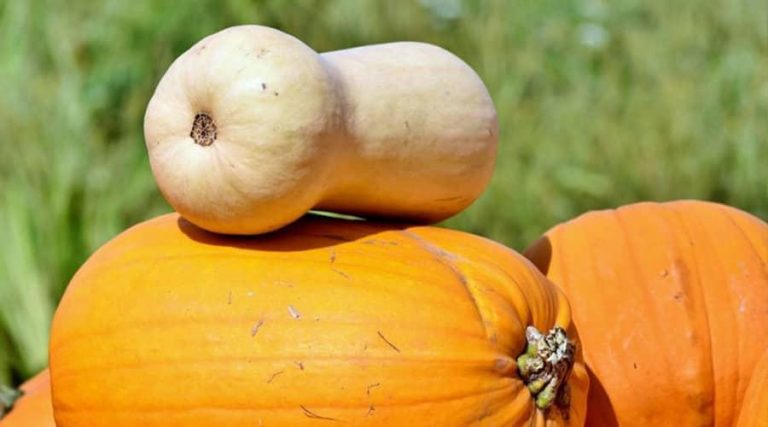 A butternut squash rests on top of vibrant orange pumpkins in an outdoor setting, showcasing the beauty of autumn harvest