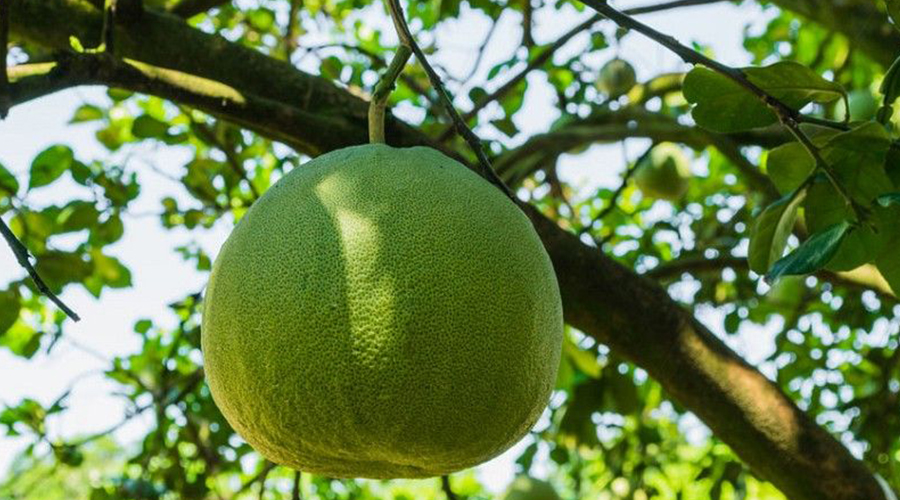 The special fruit of the Malays, the pomelo!