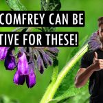 These are some of the problems that can be solved with black comfrey