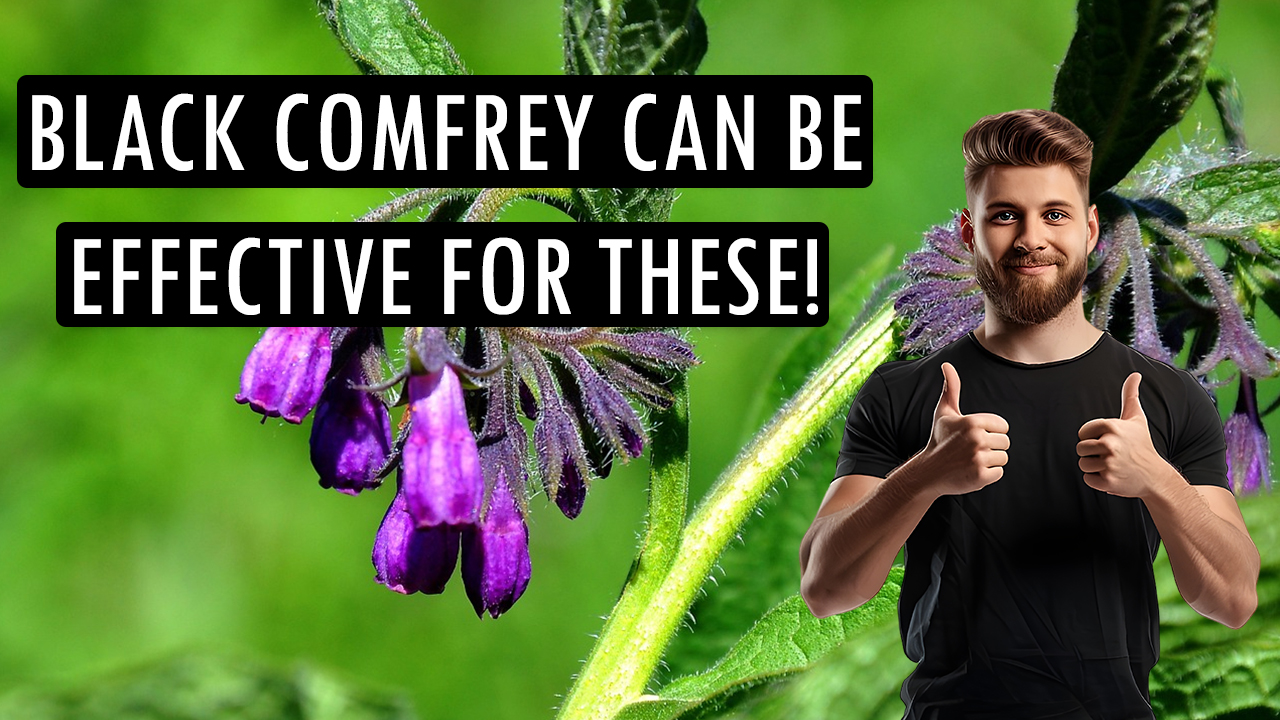 These are some of the problems that can be solved with black comfrey