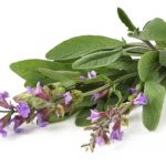 Why use sage for sore throat (with recipes)