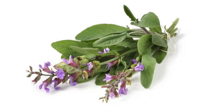 a picture of sage plant