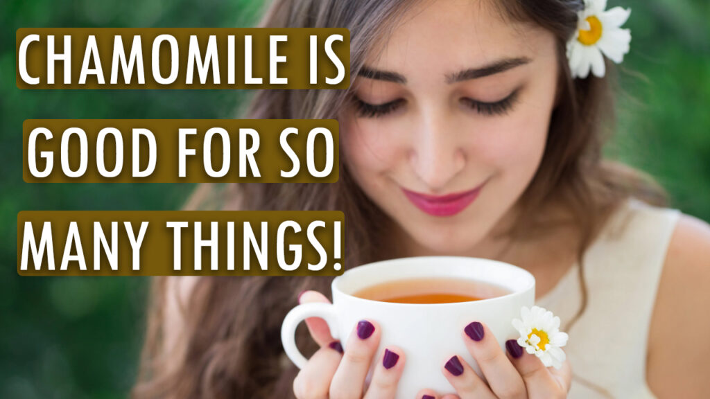 Chamomile is beneficial for a variety of purposes! 5 thumbnail showing why chamomile is good for so many things