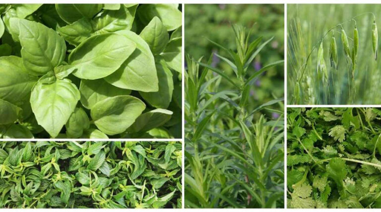 Magnesium-rich plants