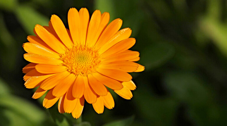 External Use of Calendula