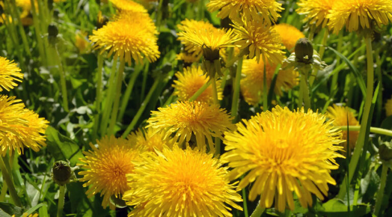 Dandelion Benefits