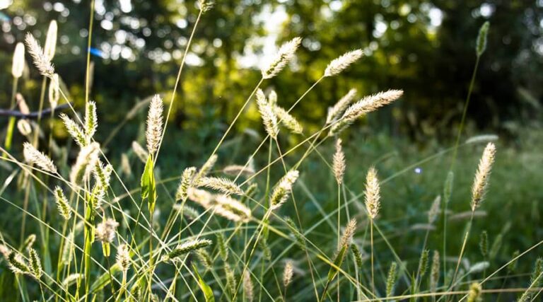 Benefits of Sweet Vernal Grass