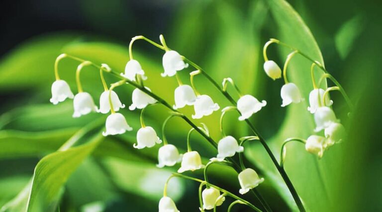 benefits of lily of the valley
