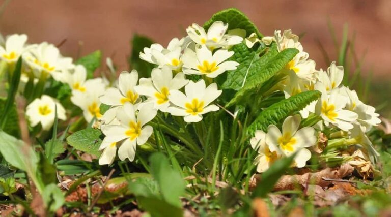 Benefits of spring primrose