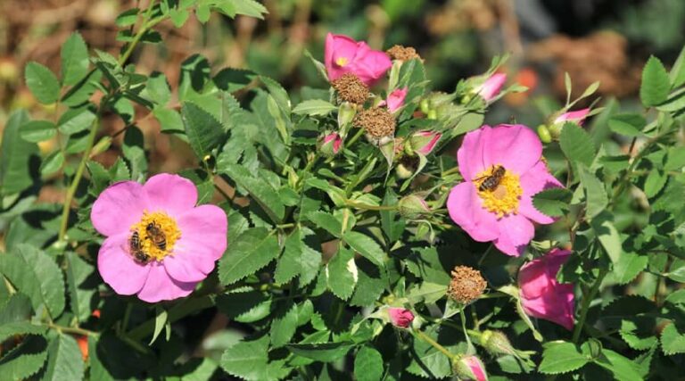 Benefits of Rosehip Flower