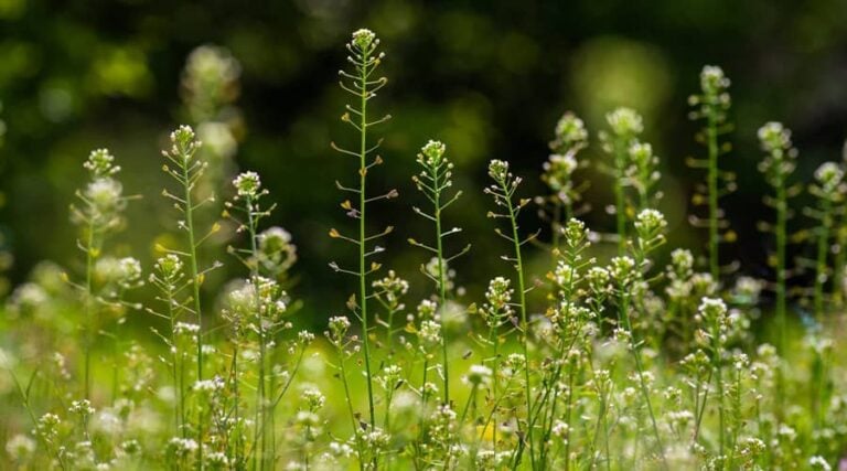 Health Benefits of Shepherd's Purse