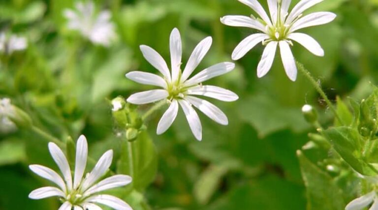 Benefits of Wood Stitchwort (Stellaria nemorum)