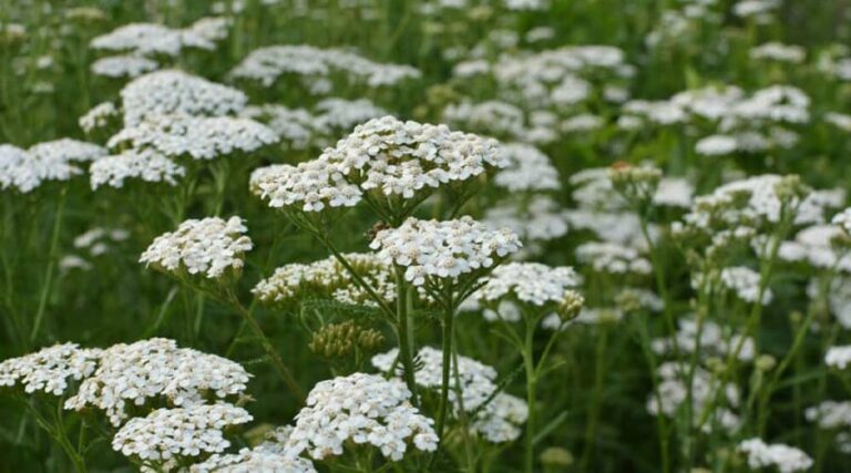 Benefits of Yarrow