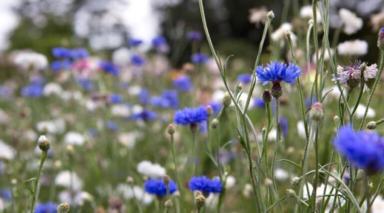 Benefits of blue cornflower
