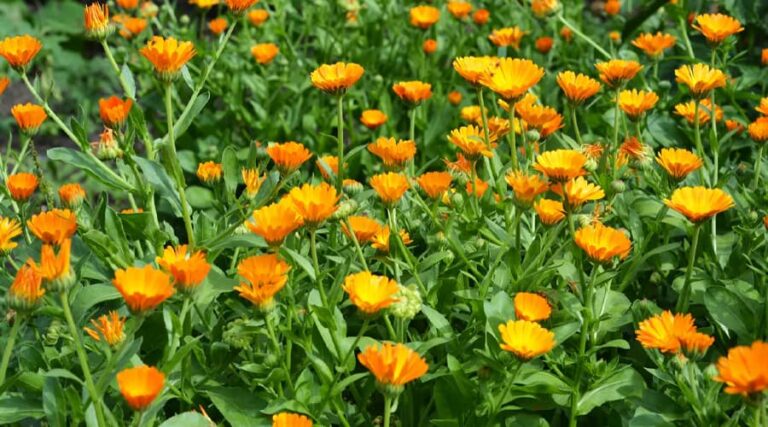 Power of calendula: benefits and uses