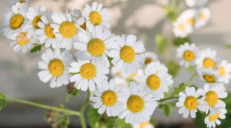 The benefits of chamomile