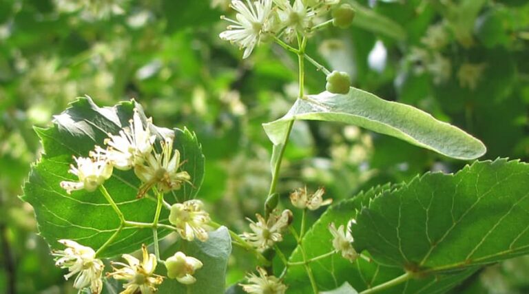 Benefits of lime blossom