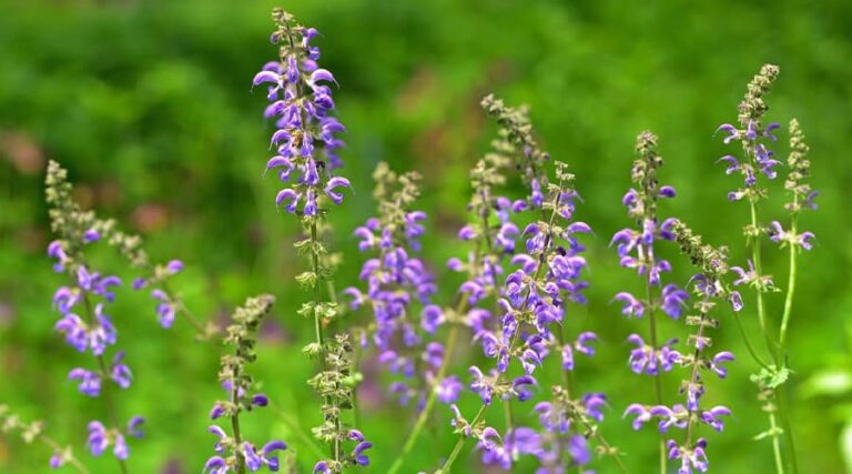 Benefits of medical sage
