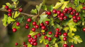 The remarkable benefits of hawthorn
