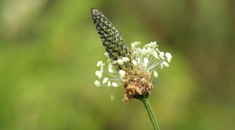 Plantago lanceolata for Your Health