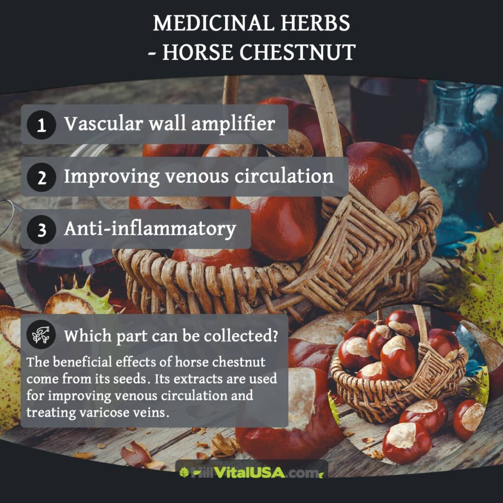 The powerful benefits of horse-chestnut for circulation and vein health 1 benefits of horse-chestnut