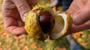 benefits of horse-chestnut