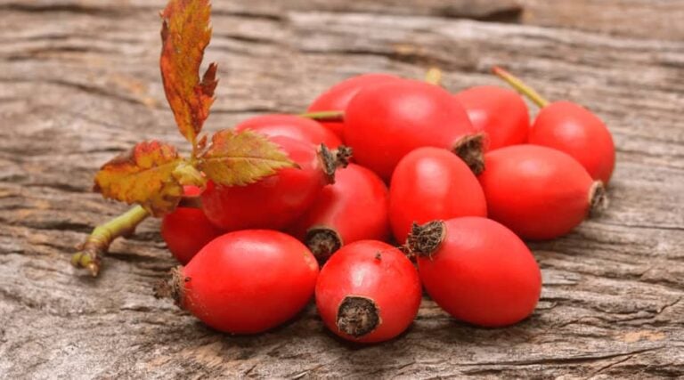 Benefits of Rosehip: Nature’s Hidden Gem