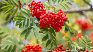 benefits of rowanberry
