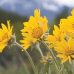 Arnica – Anti-Inflammatory Support