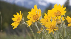 Arnica – Anti-Inflammatory Support